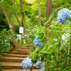紫陽花の道
