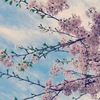 桜と青空