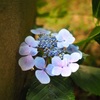 ひっそりと咲く花