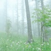 fog