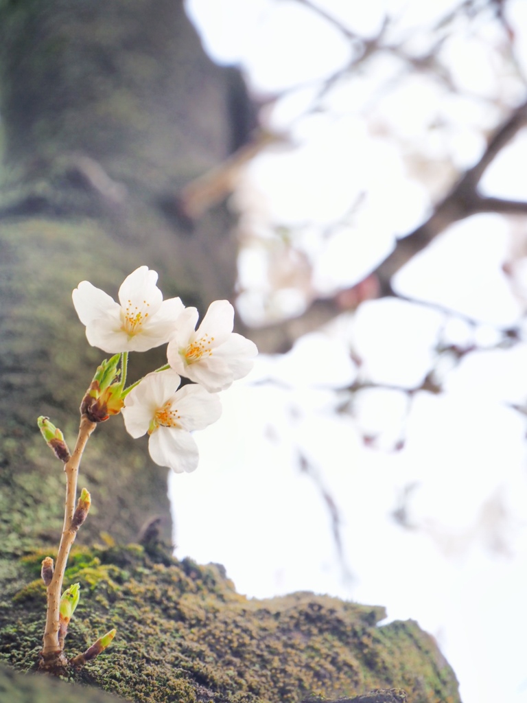 小桜