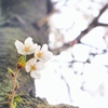 小桜