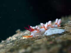 ウミウシ