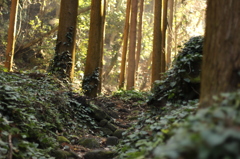 森の日差し