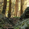 森の日差し
