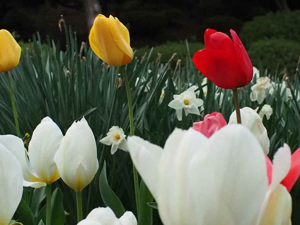 公園の春2