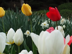公園の春2