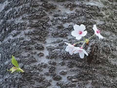公園の春3