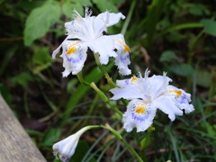 初夏の花3