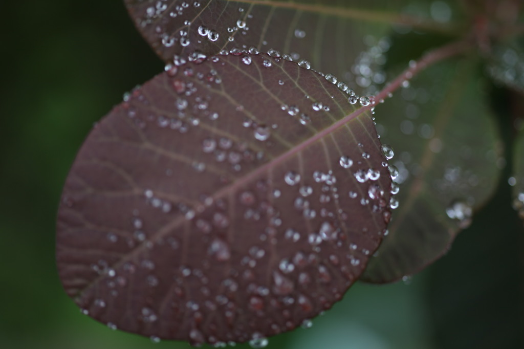水のしずく