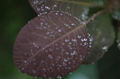水のしずく