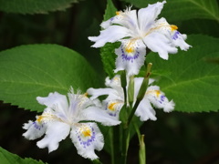 初夏の花4