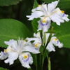 初夏の花4