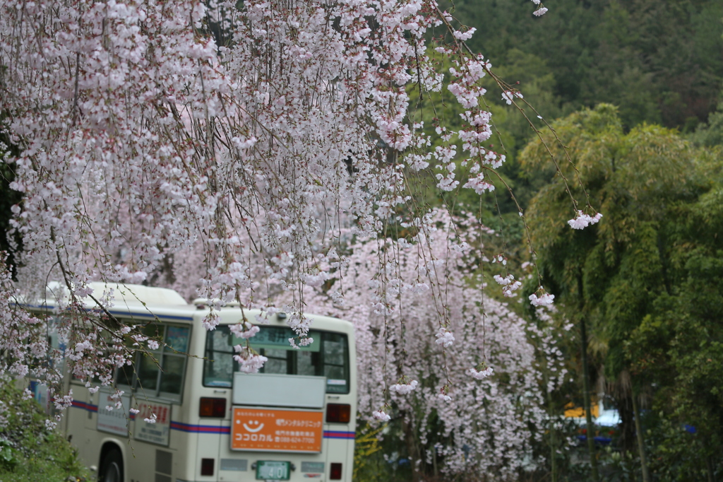 桜のトンネルに走るバス