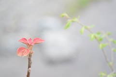 川沿い