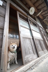 番犬だワン！