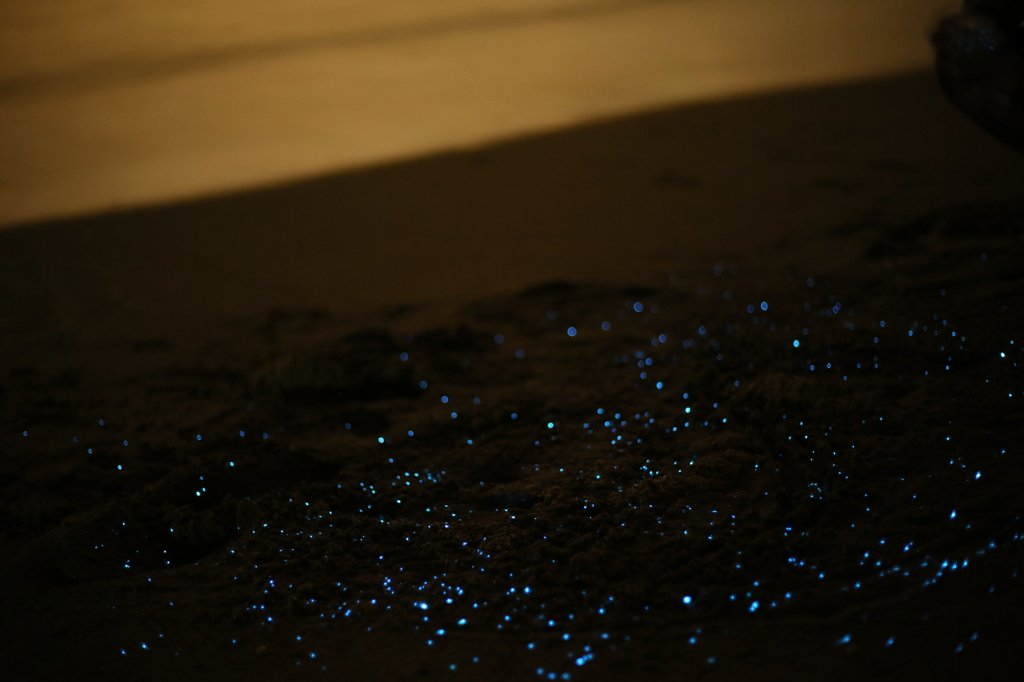 海ホタル