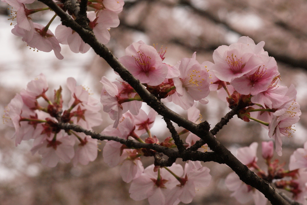 桜