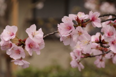 桜