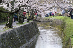 哲学の道　春