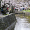 哲学の道　春