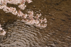 桜と川