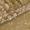 桜吹雪