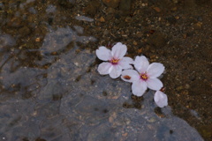 水面の桜