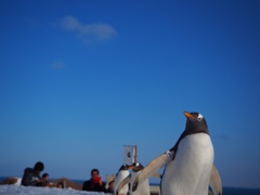 ペンギンの雪歩き