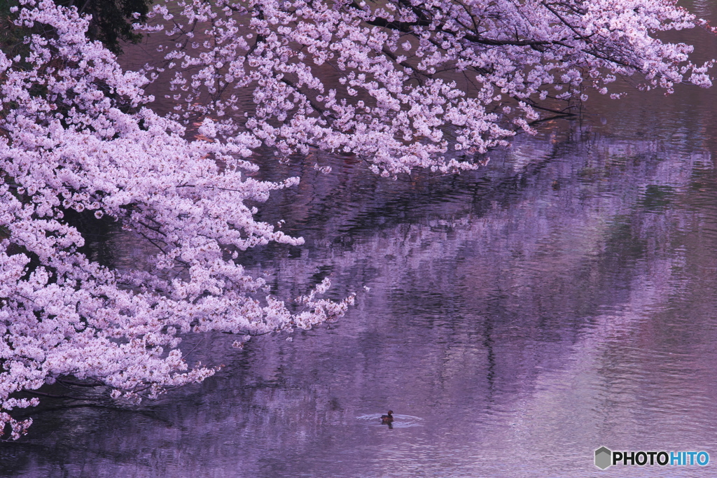 千鳥ヶ淵春だより3