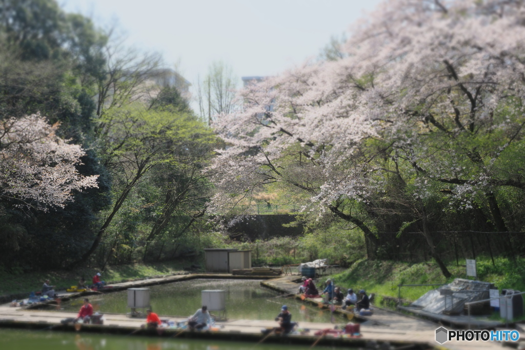 桜下太公望