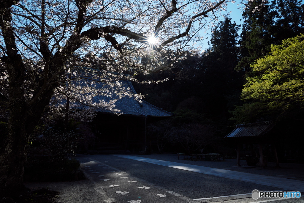 古刹桜情報Ⅰ（妙本寺）