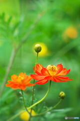 先駆けの花