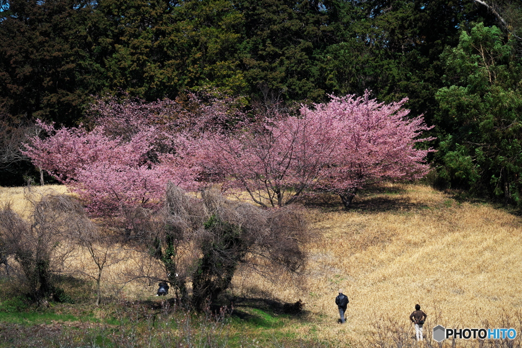 桜に集うⅠ