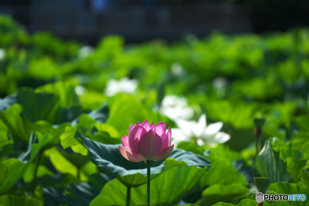 鎌倉NOW3（蓮の花咲く鶴岡八幡宮)