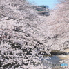 爛漫
