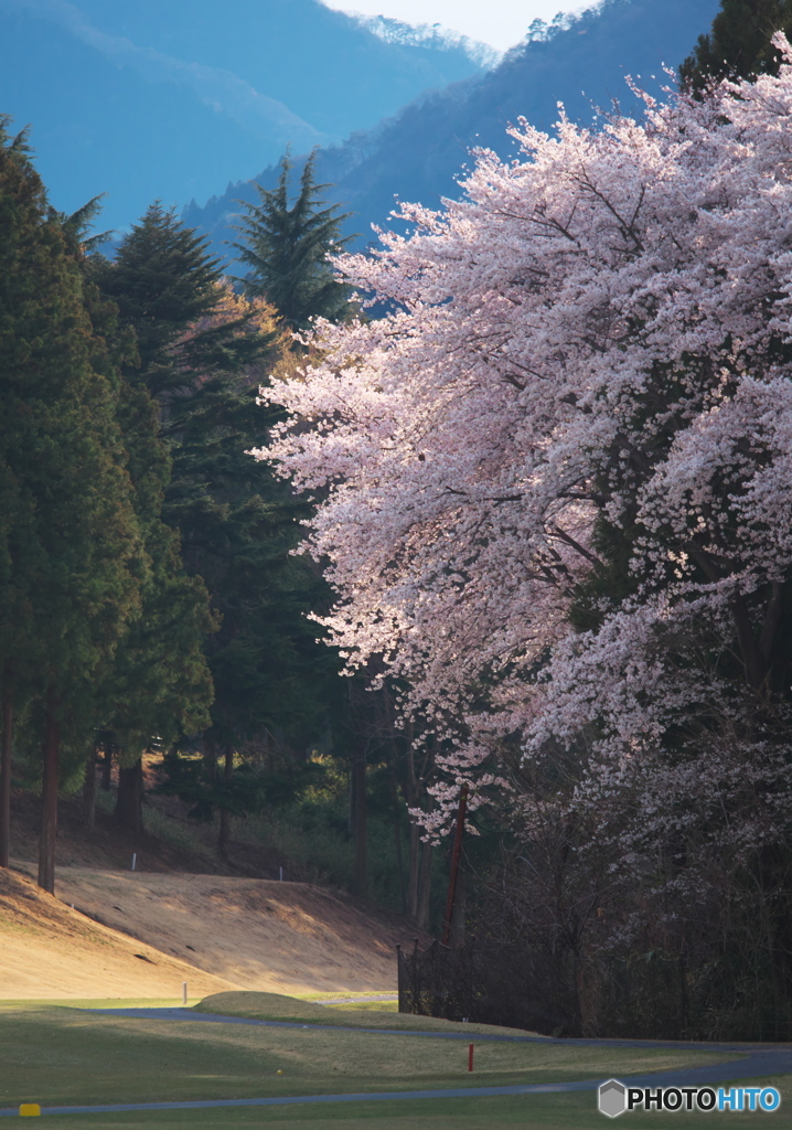 夕方の光りの中で