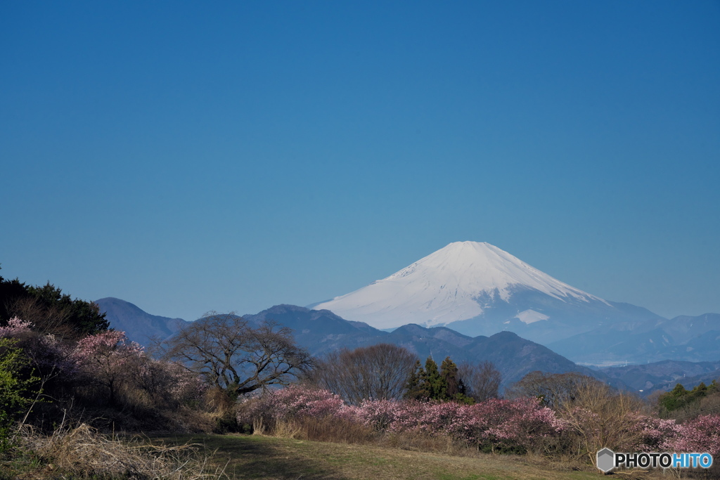 富士はるか