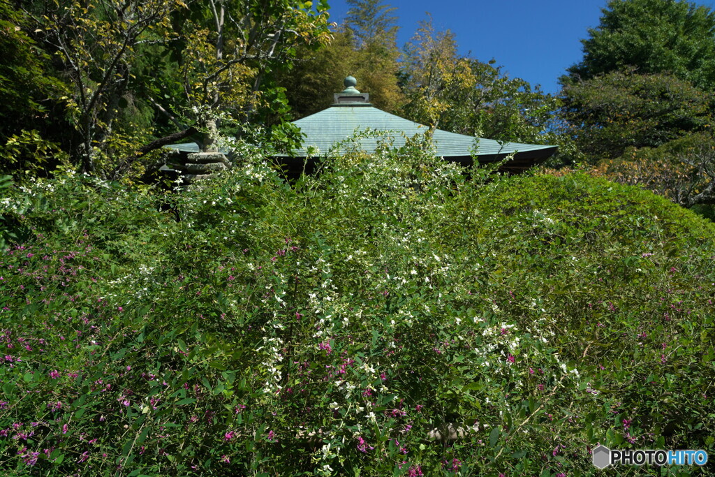 萩の花盛ん
