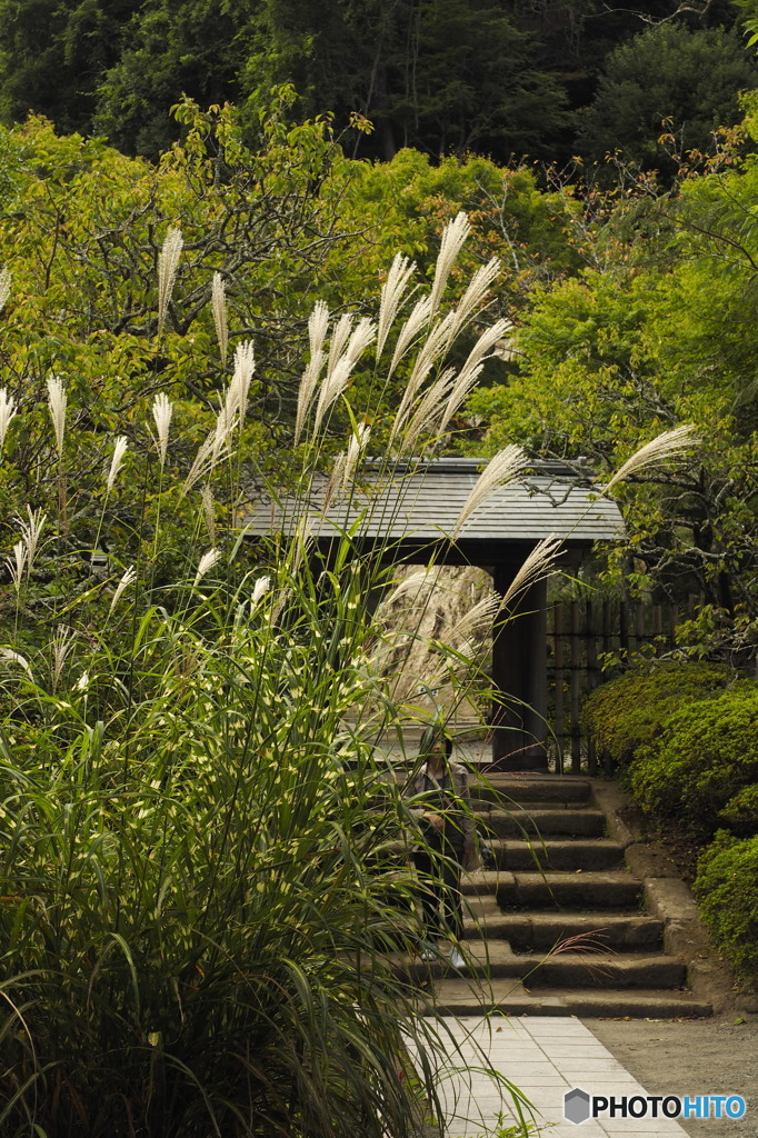 鎌倉そぞろ（矢羽芒）