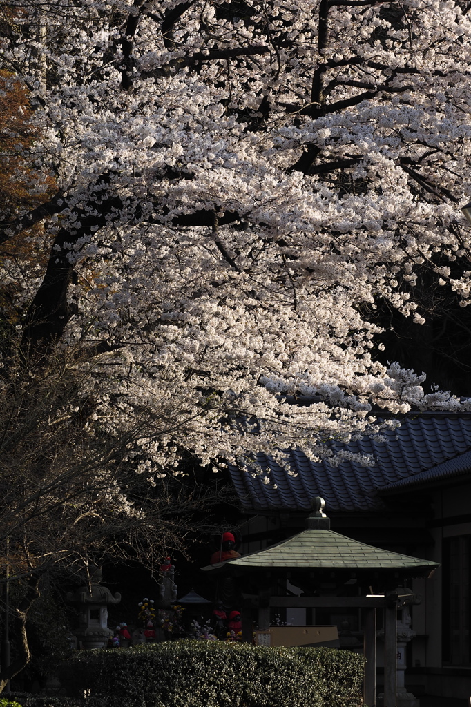 夕照地蔵桜