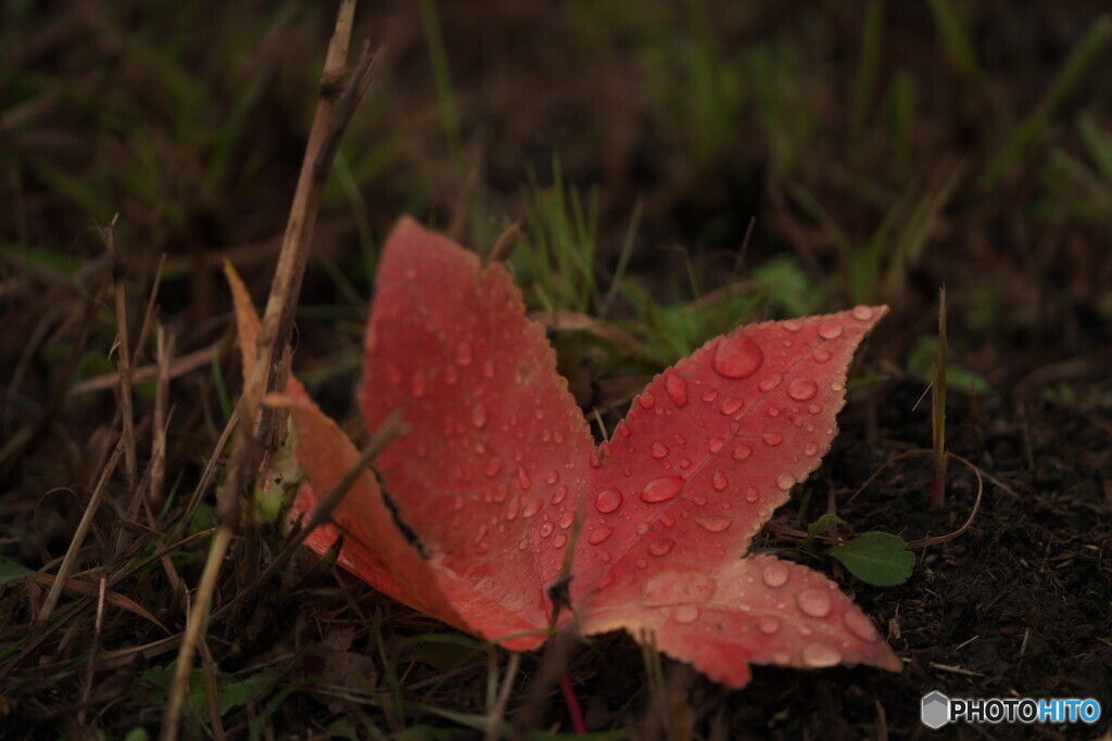 雨滴飾り