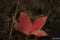 雨滴飾り