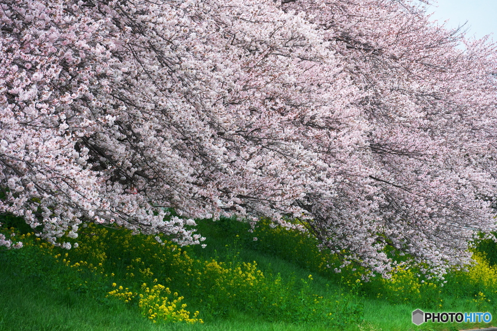 桜波