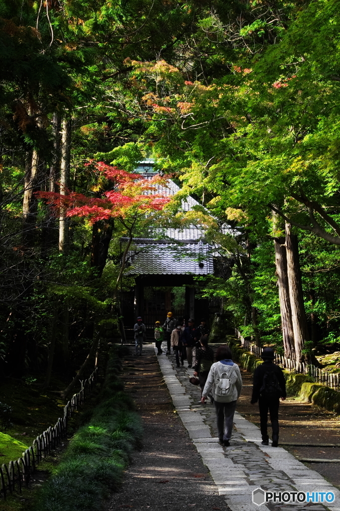 鎌倉Ｎｏｗ3紅が呼ぶ（寿福寺）