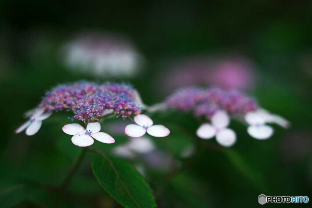 黒峰の茜