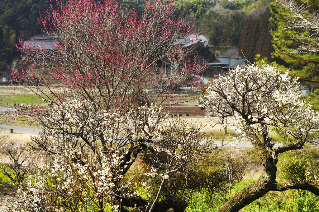 石仏の里にも春