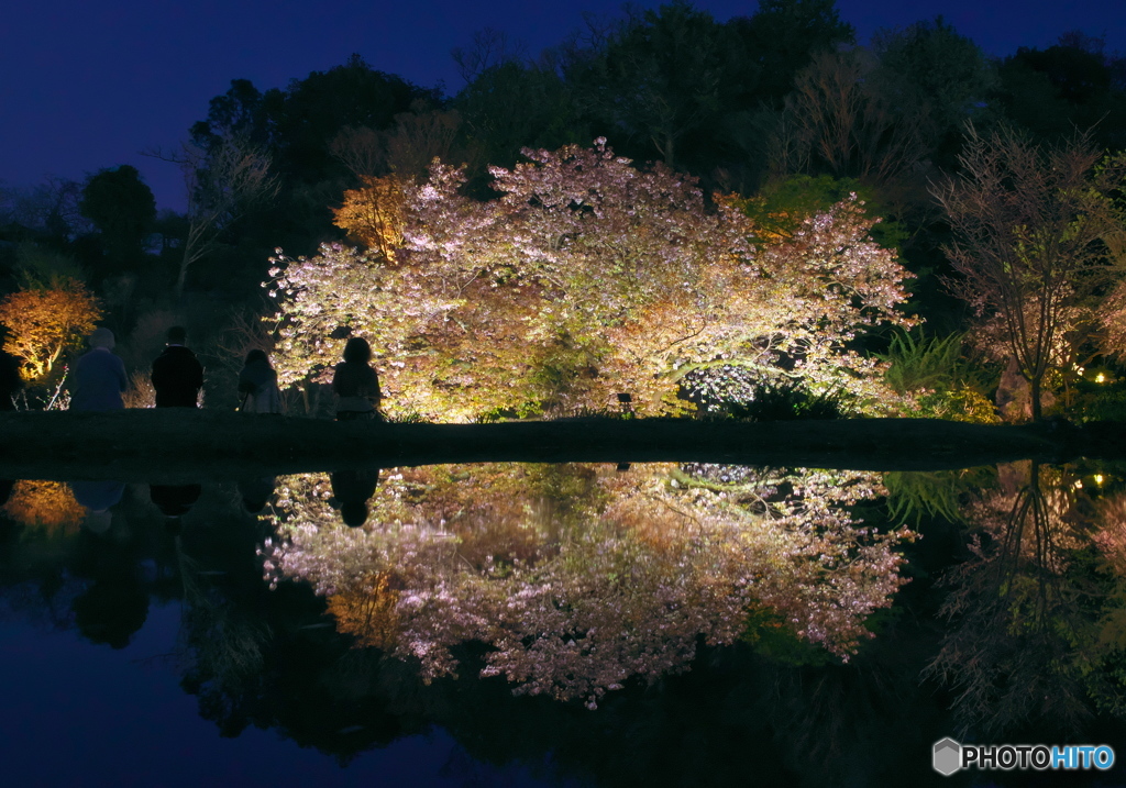 桜精の隣で