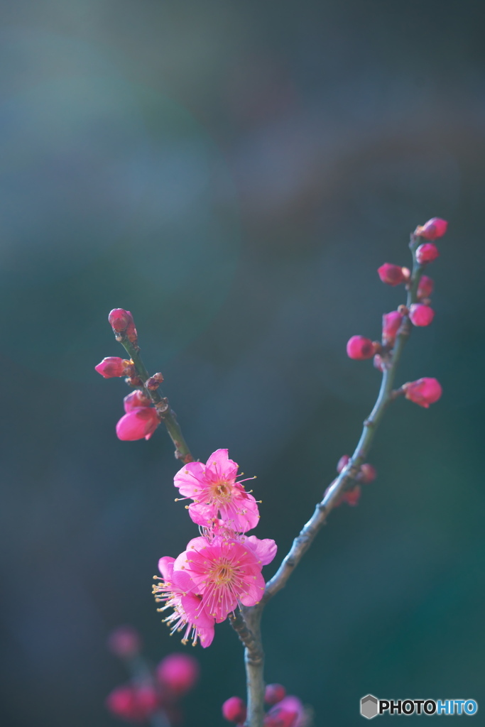 初紅（大盃）