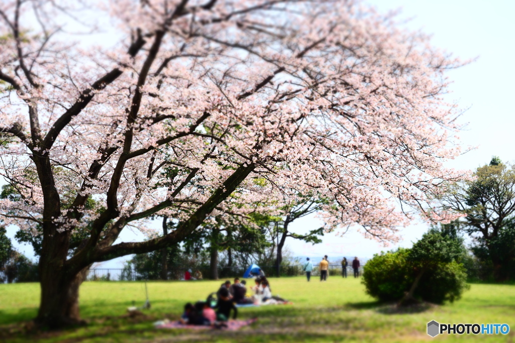お花見に行こう